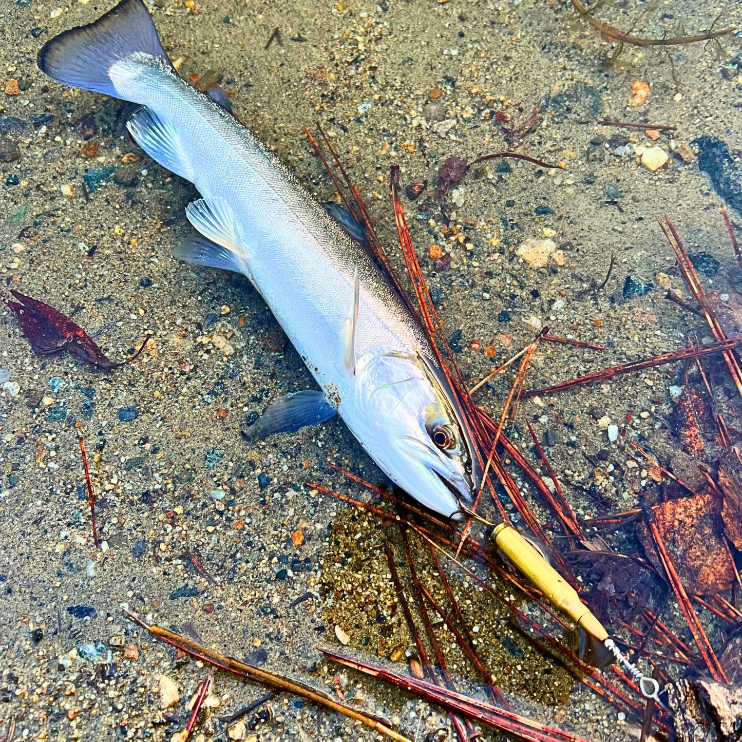 5.56 NATO Bullet Lure